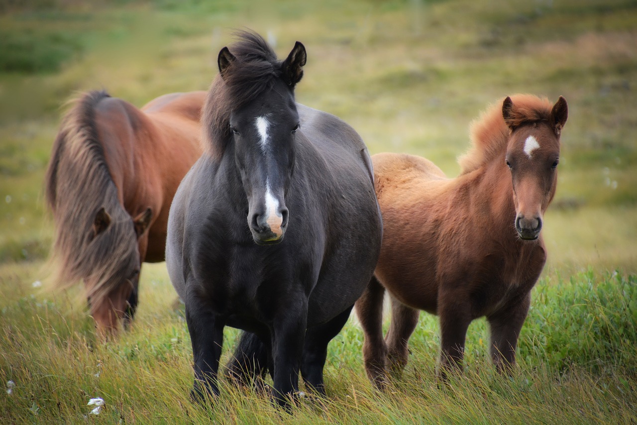 iceland, icelandic horse, horses