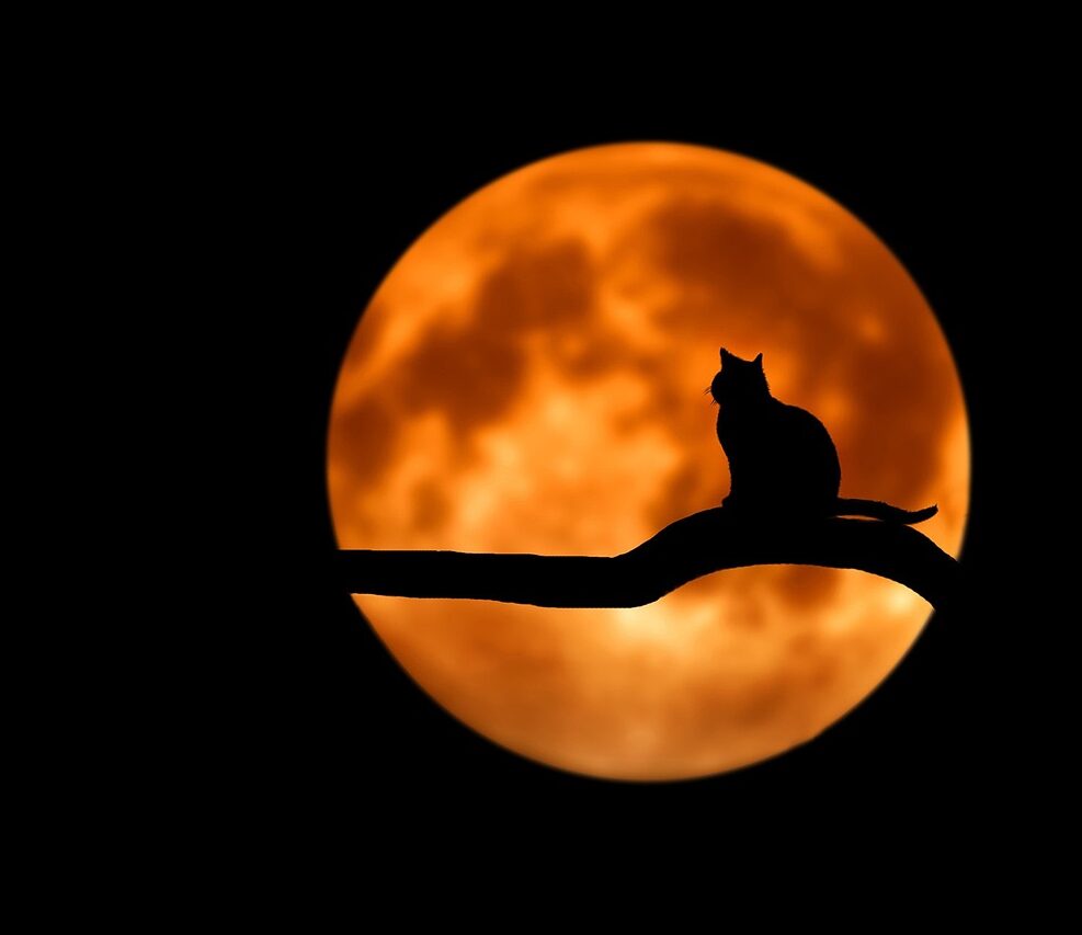 tree, cat, silhouette