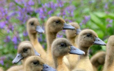 Information influenza aviaire