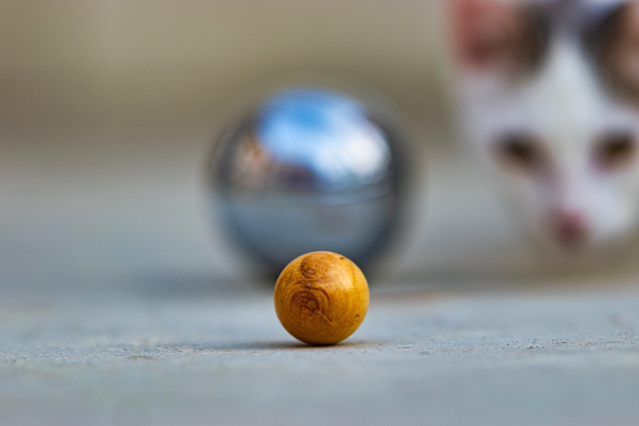 cat, pet, ball