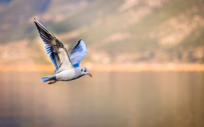 Influenza aviaire hautement pathogène