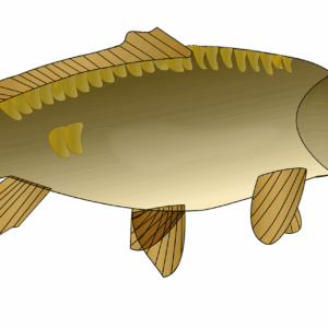 fish, fishing, nature, poisson