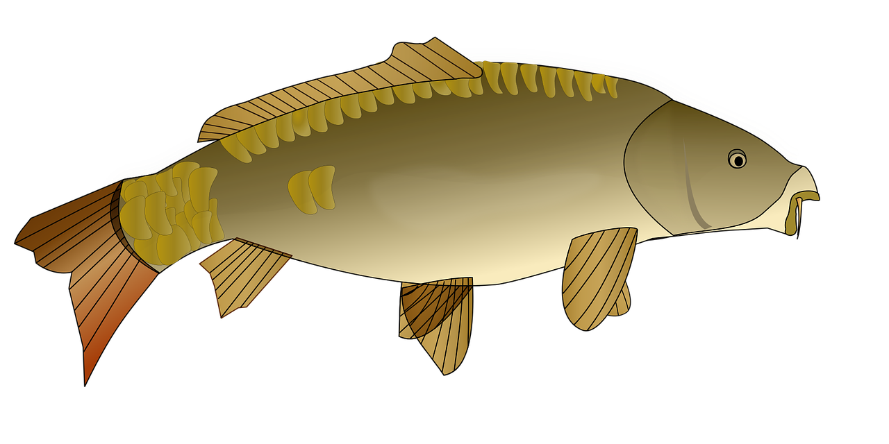 fish, fishing, nature, poisson
