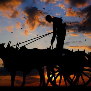 sunset, asia, burma, cart, beef, peasants, cloud, sky, nature, travel, silhouette, burma, burma, cart, cart, peasants, peasants, peasants, peasants, peasants