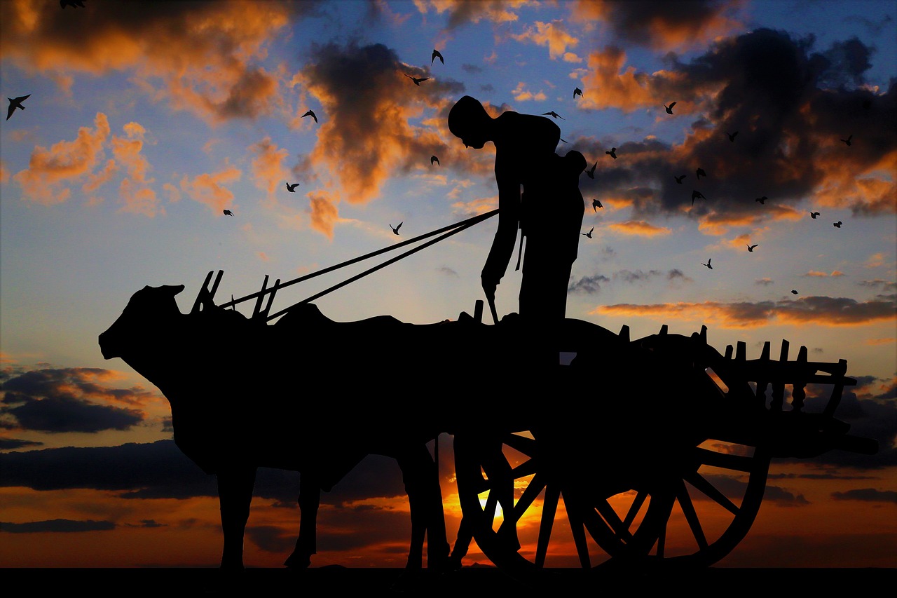 sunset, asia, burma, cart, beef, peasants, cloud, sky, nature, travel, silhouette, burma, burma, cart, cart, peasants, peasants, peasants, peasants, peasants