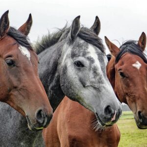 horses, horse heads, nature, heads, stallions, equines, mammals, animals, farm animals