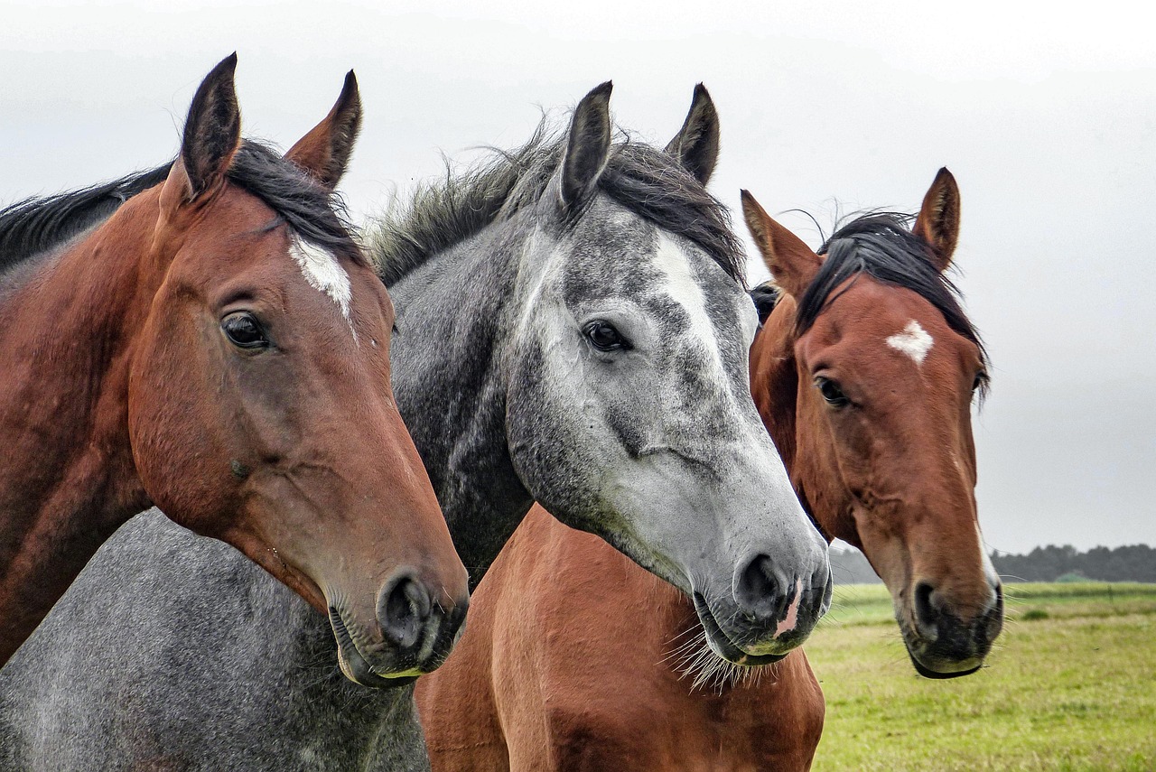 horses, horse heads, nature, heads, stallions, equines, mammals, animals, farm animals
