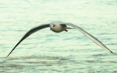 Lutte contre l’influenza aviaire