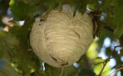 Les feuilles des arbres commencent à tomber
