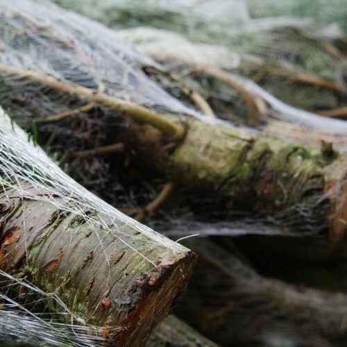 christmas tree, nature, nordmann fir, christmas, fir tree, fir branches, forest