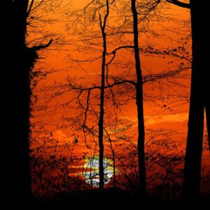 sunset, forest, nature, drink, trees, light, evening, sun, scenic, fall