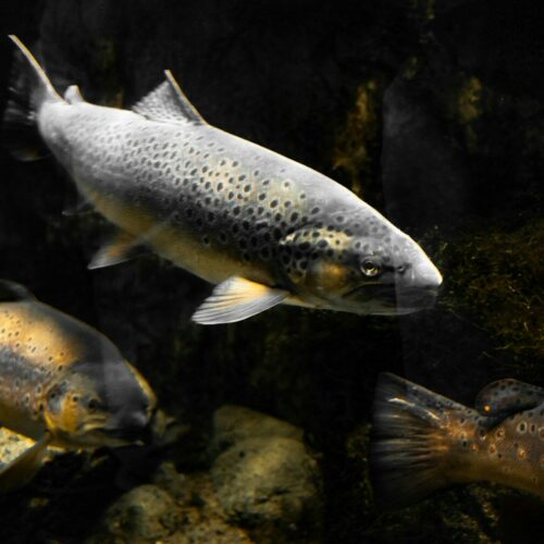 closeup photo of fish