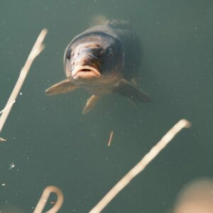 A couple of fish swimming in a pond
