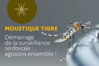 Moustique tigre